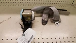 00-04 Dodge Intrepid Oem Lh Front Seat Belt Retractor P05g631l2an. Fixed Price $39.00.